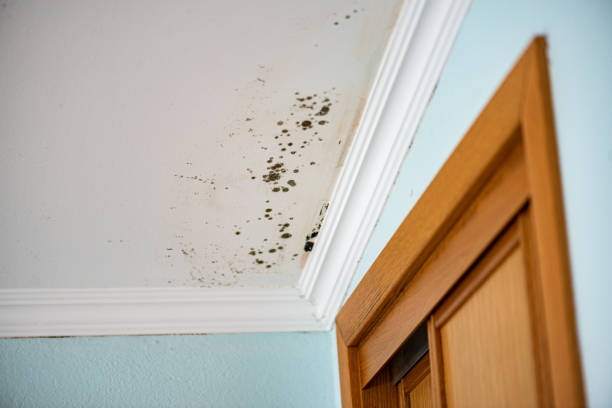 Mold Removal and Inspection in Claremore, OK