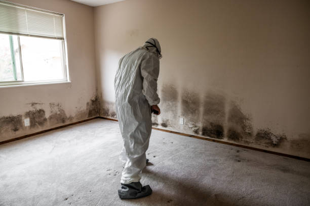 Best Attic Mold Removal  in Claremore, OK